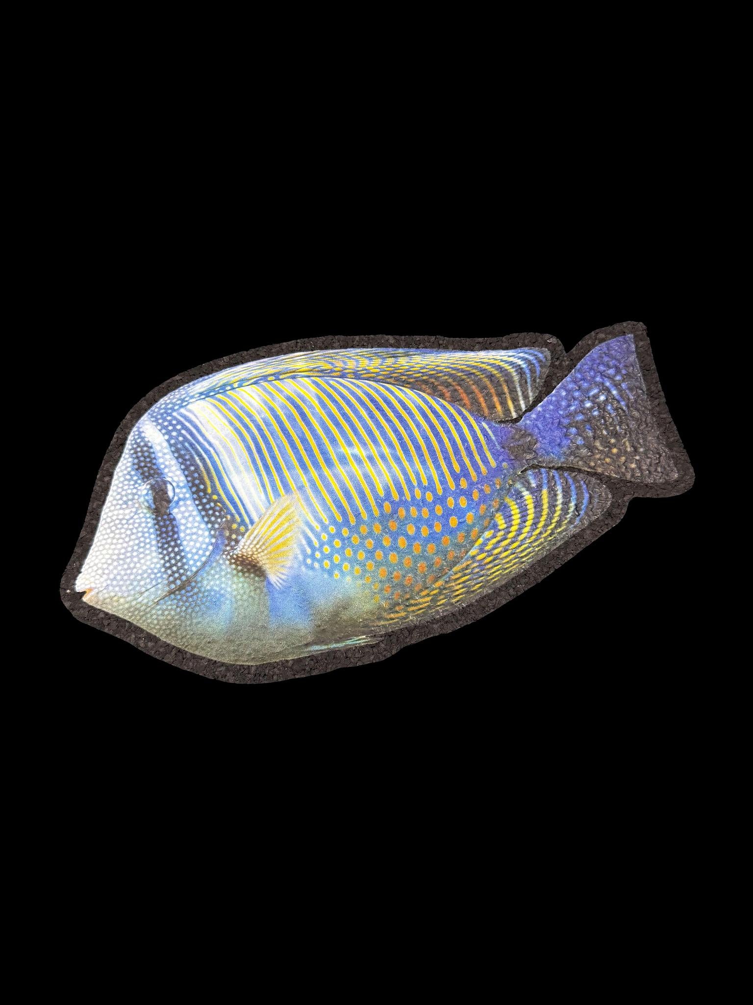 Moodmat Blue Tang